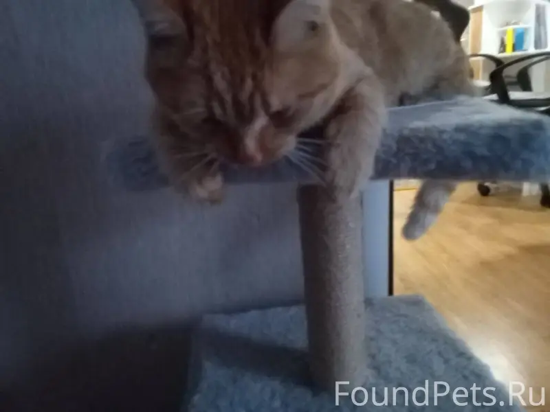 В центре Сергиевска пропал рыж...