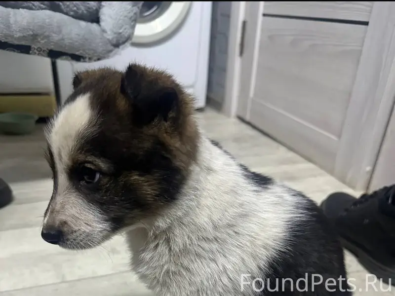 Найден щенок в районе чижевски...