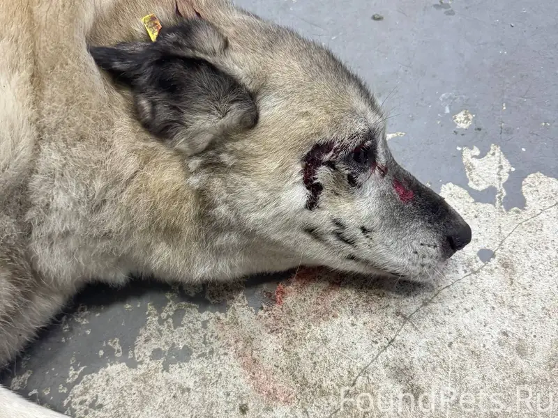 Кыштым. Найден сбитый пес, не ...