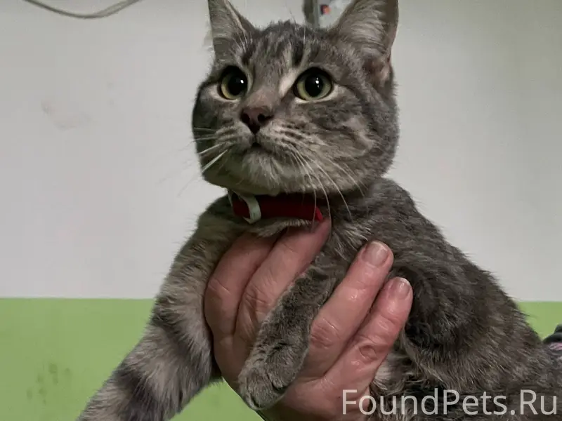 Здравствуйте! Ищем хозяина! Уж...