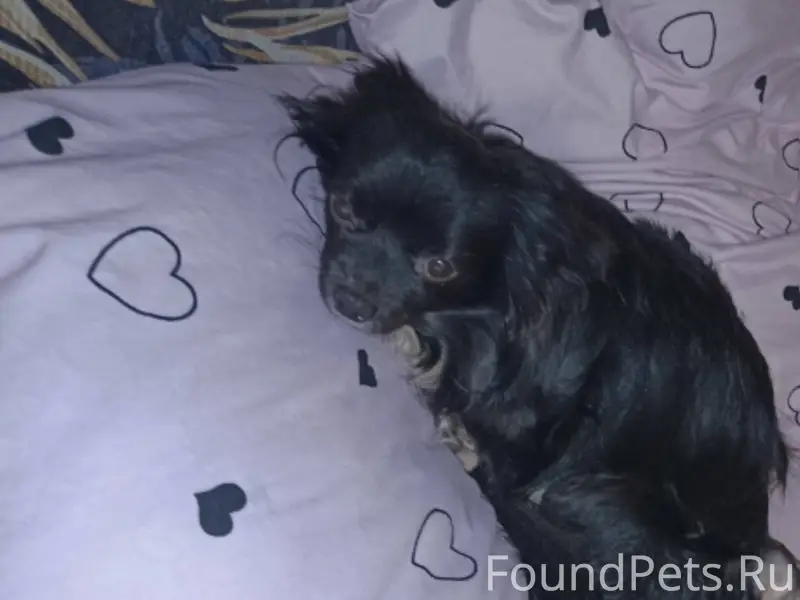 Пропала собака, 8 мкр , был в....