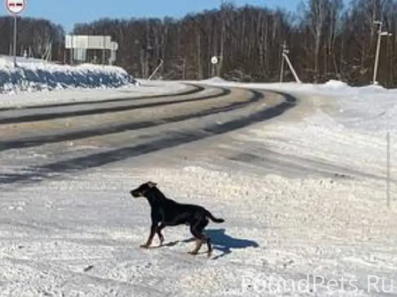 Найдена (замечена) собака. SOS...