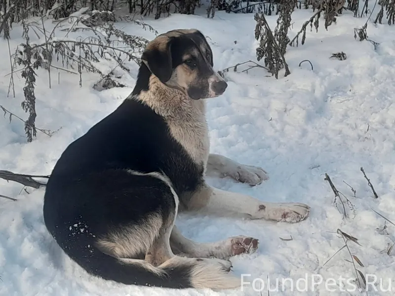 Пропал пёс. Район севера.Прось...