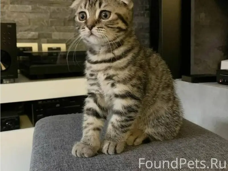 Пропал кот серый окрас вислоух...