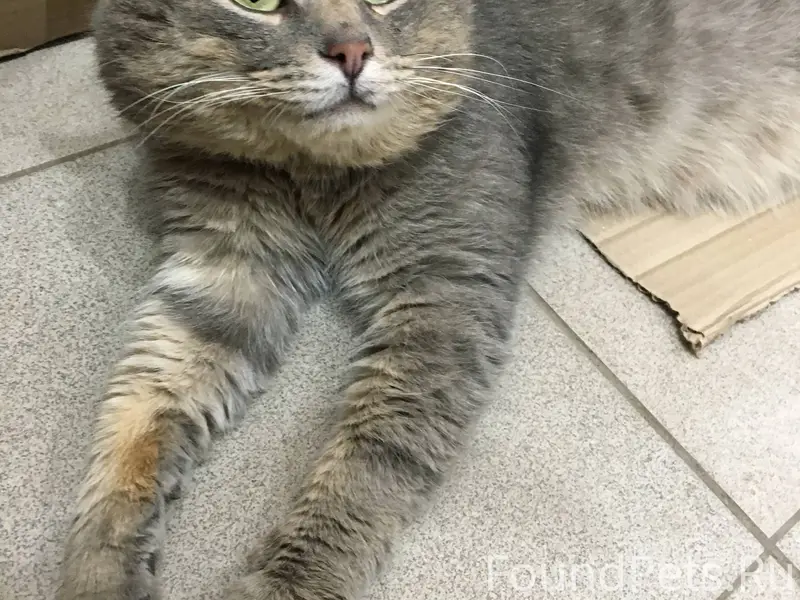Сегодня увидел кота идущего на...