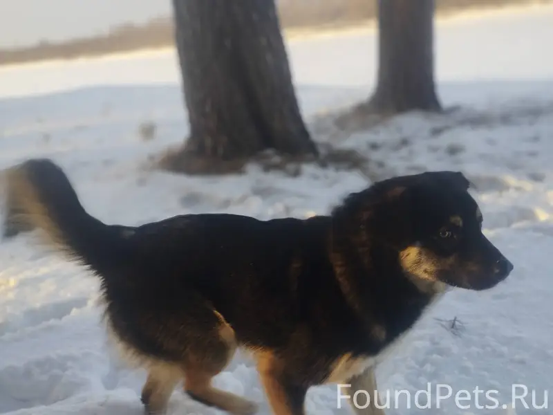 ПРОПАЛ ПЁС ПО КЛИЧКЕ «БАФФЕТ»,...