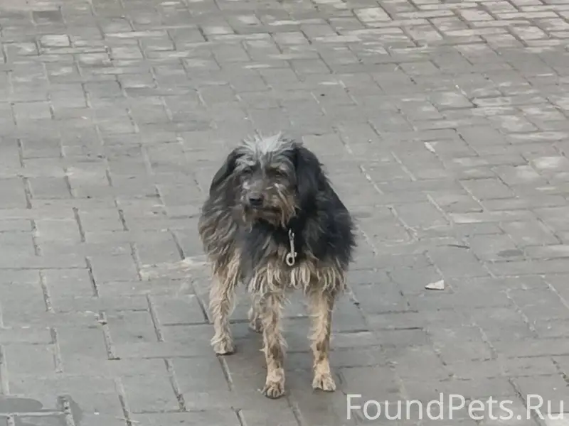 Случайно никто собаку не ищет?...