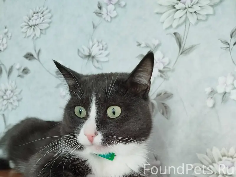 Пропал кот 4 дня назад, Кличка...