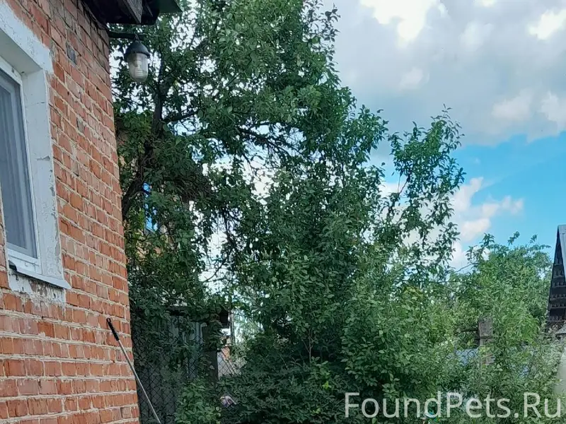 Серпухов. Убежал пёс чёрно-кор...