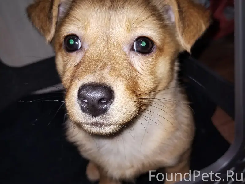 Найден щенок в 7ом мкр. Улица....