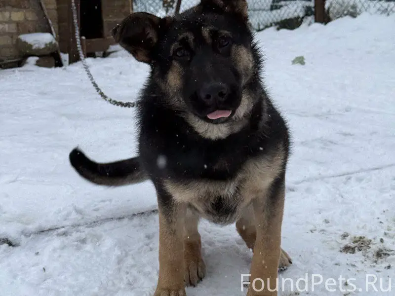 Убежала собака, кличка Зара, р...