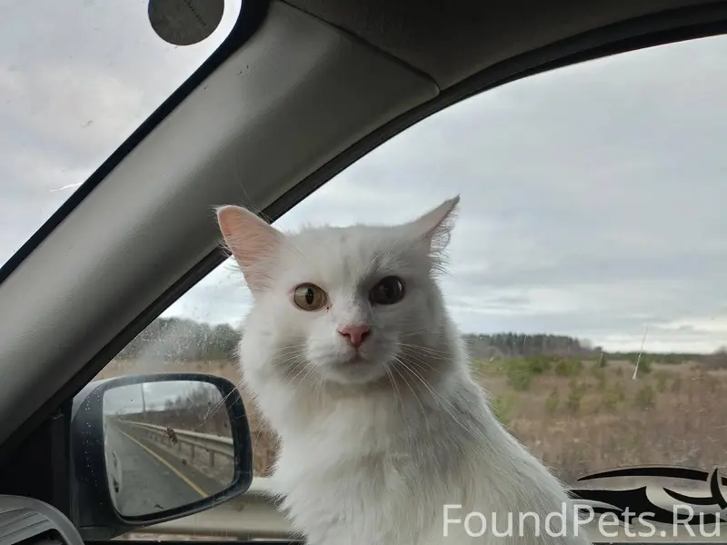 27 января, при странных обстоя...