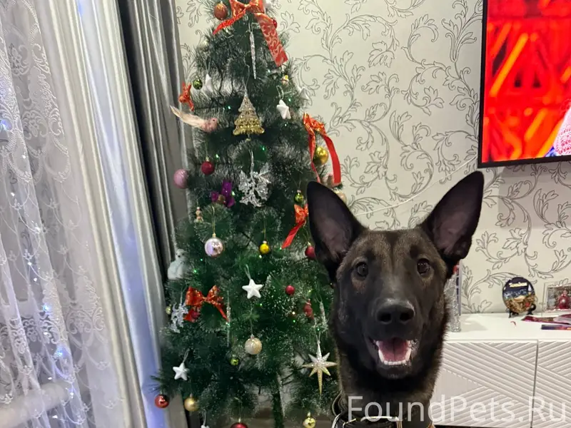 ‼️‼️Пропала собака ! Породы бе...