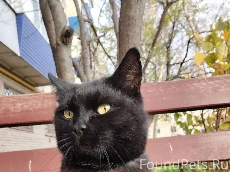 Потерялся кот район кинотеатр ...