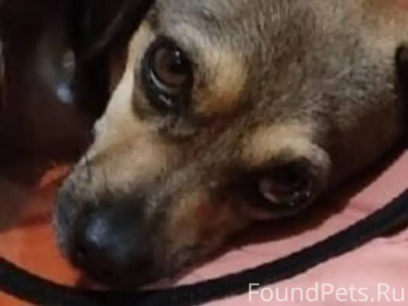 Опять дублирую Пропала собачка...