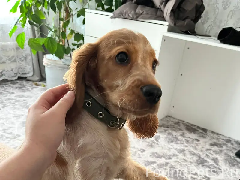 #потерялось_животное_Шадринск ...