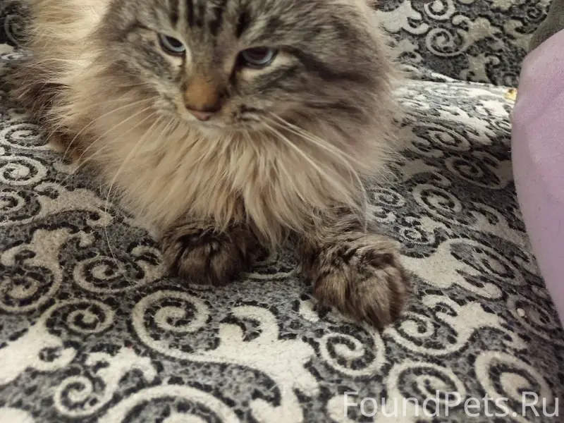 Найден кот в г. Усолье, видно....