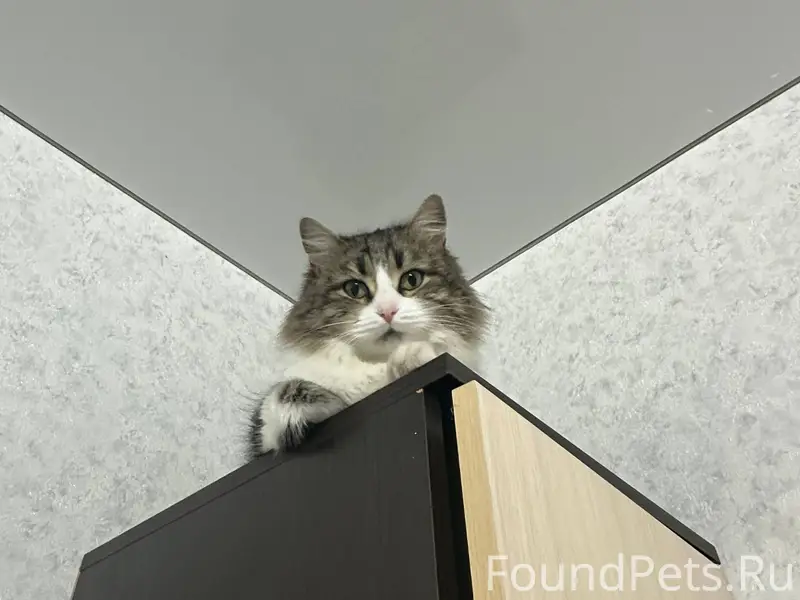 ❗️пропала кошка❗️ район западн...