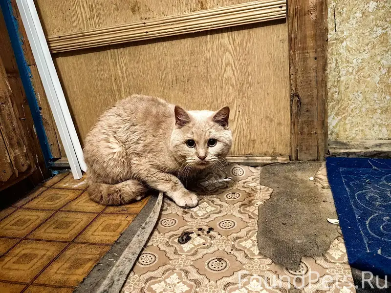 Найден кот в подъезде 3 микрор...