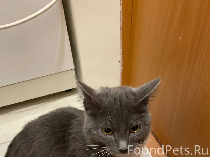 Найдена кошка, район гб4 машго...