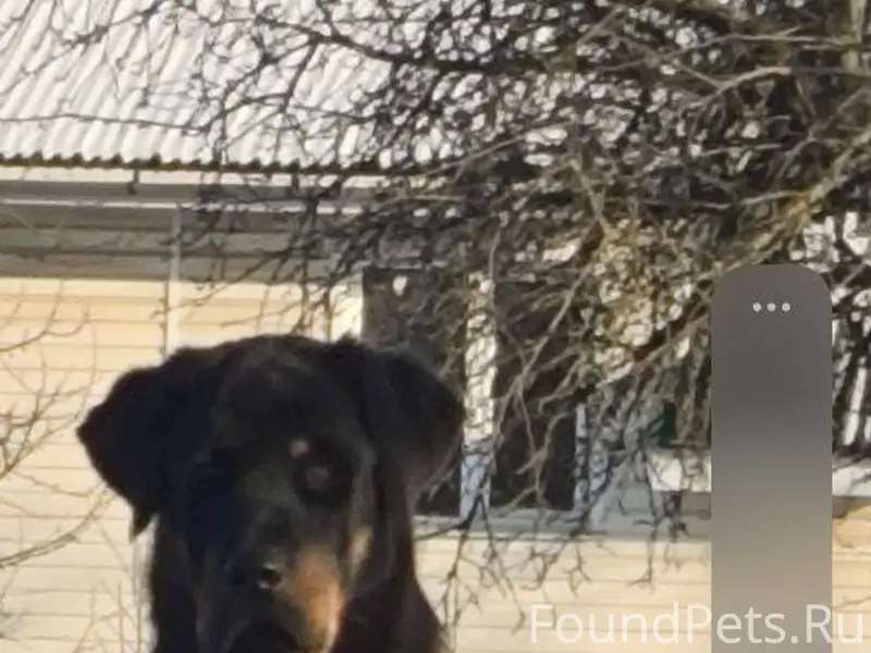 ПРОПАЛА СОБАКА