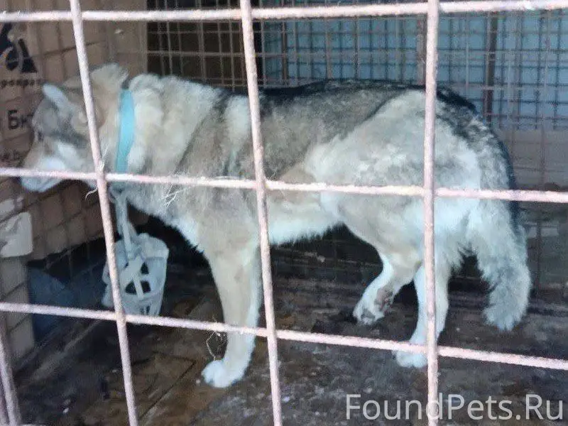 Найдена собака в Трубино .Може...