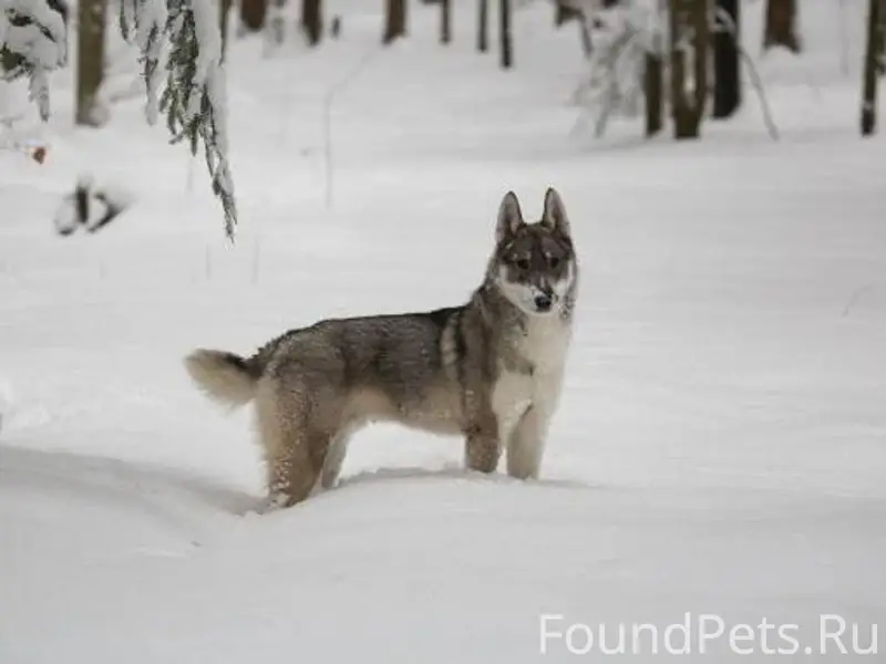 Переславль! У поворота на Студ...