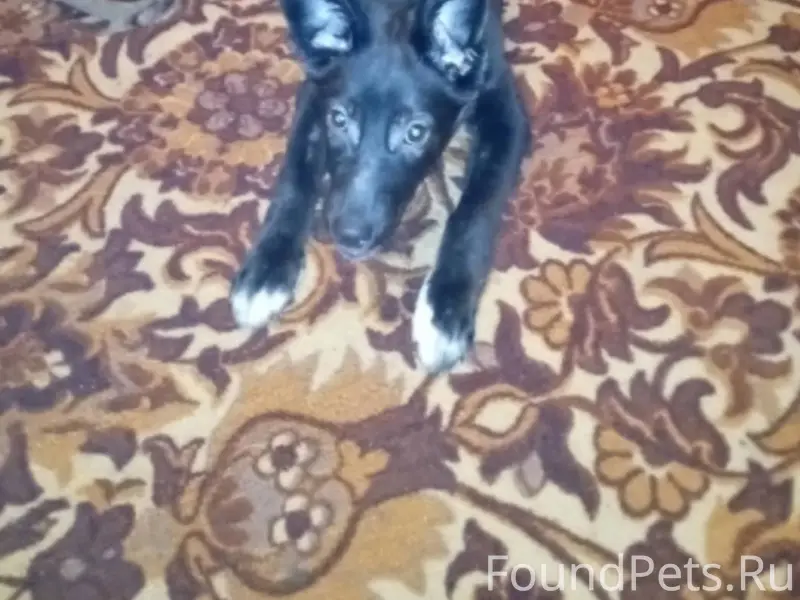 🆘🆘🆘🆘 Найден щенок в мешке у...