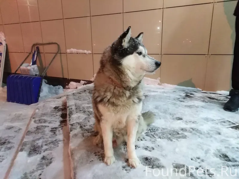 Собака сидит возле входа в маг...