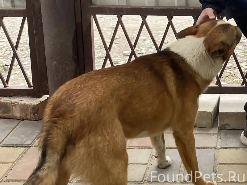 ❗️‼️ПРОПАЛ ПЁС‼️❗️ по кличке Ч...