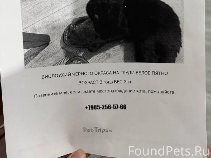 🆘🆘🆘ПРОПАЛ КОТ🆘🆘🆘 27 января 202...