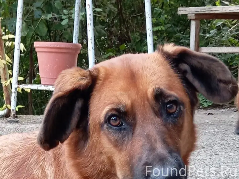 🆘🆘🆘 🚨🚨🚨 Пропала собака в СТ...