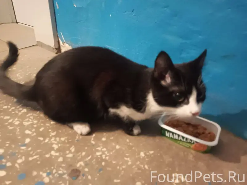 Возле дома Сентюрева1кор.3 (не...