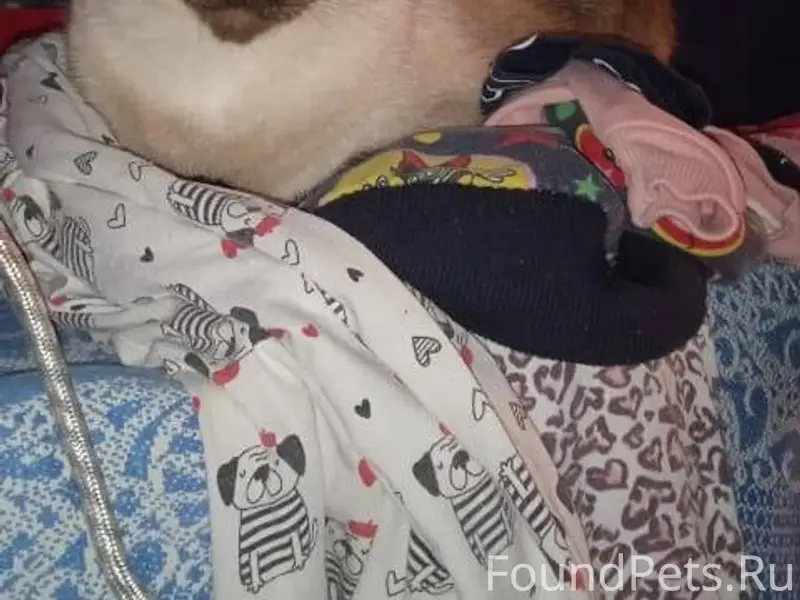 Из дома выбежала и пропала сиа...