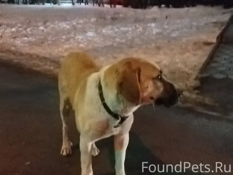 Г. Волжский Этот интеллигентны...