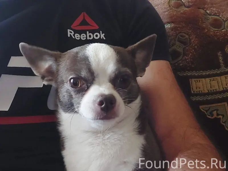 Потерялся собака 🐕 район мисух...