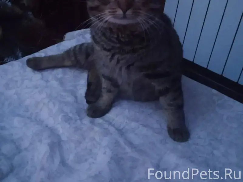 Пропал кот Марс, в районе Росс...