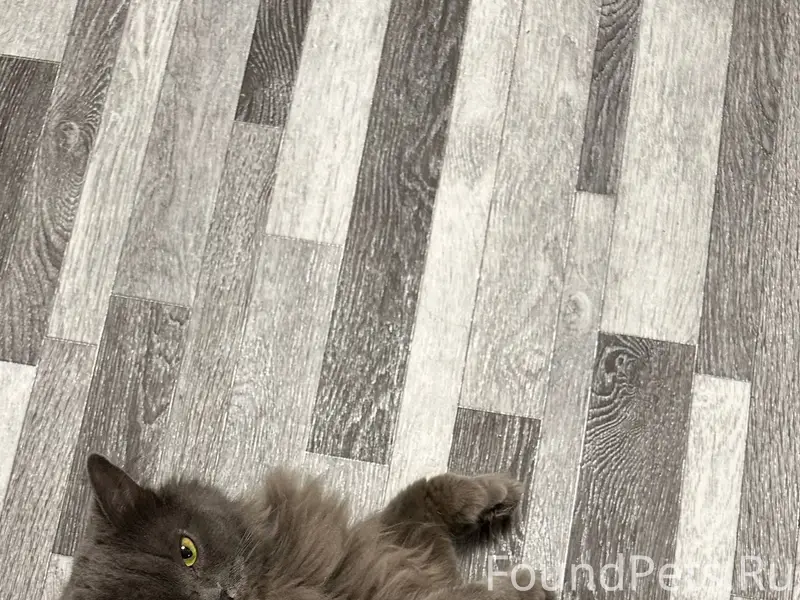 #plants_animals@bonus_shrpv Пр...