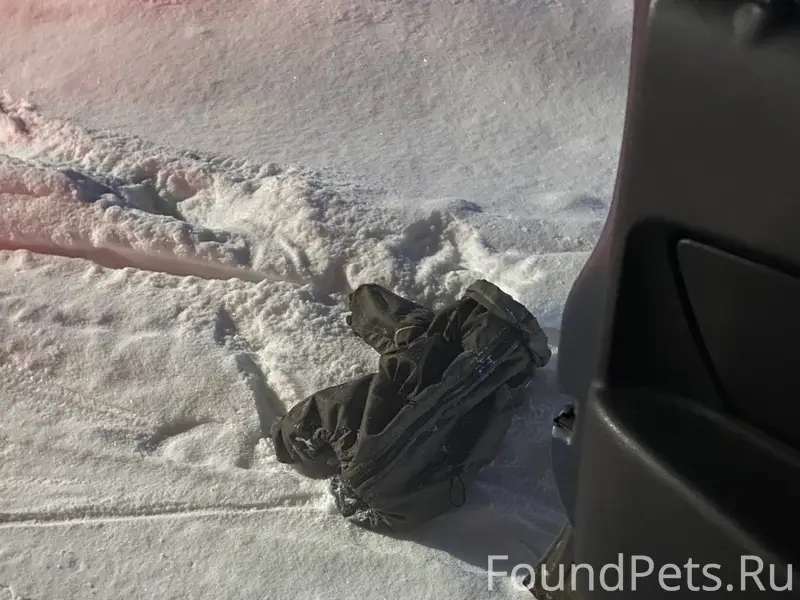 У кого собака убежала? бегает ...