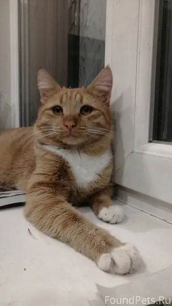 Пропал рыжий кот ! 23 сентября...