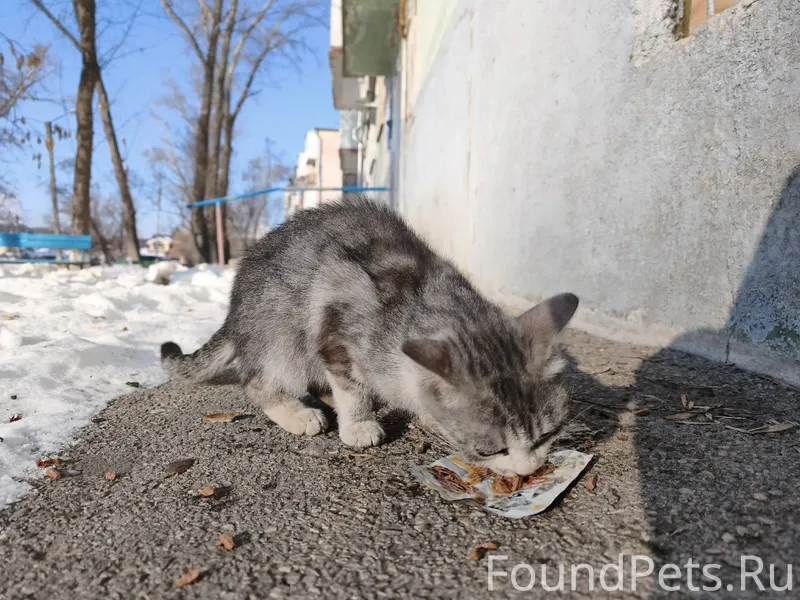 КОТЁНОК ПОДРОСТОК СРОЧНО ИЩЕТ ...