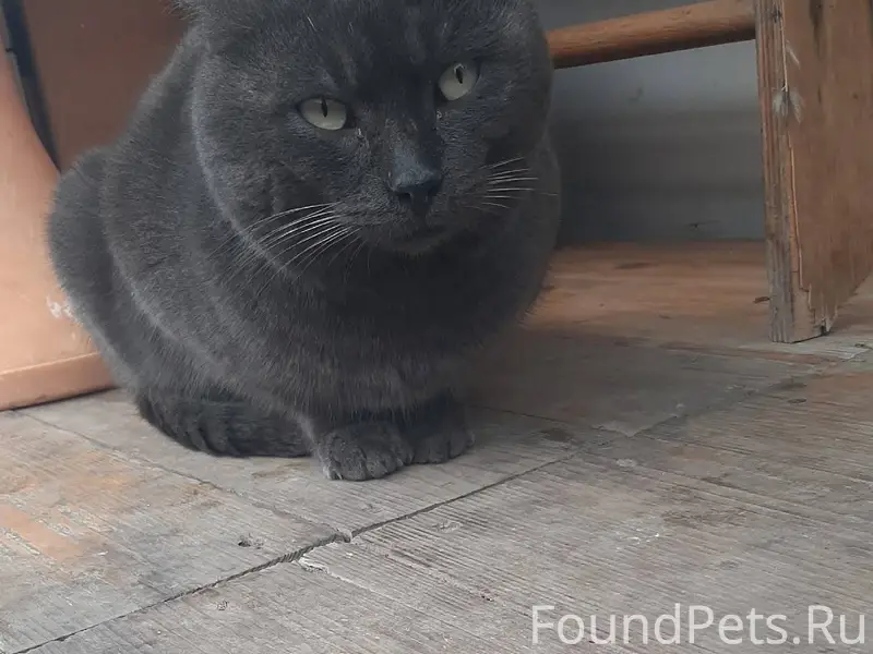 Найден кот,молодой,некастирова...