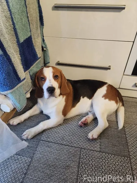 ❗ПРОПАЛА СОБАКА❗ Г. Черняховск...