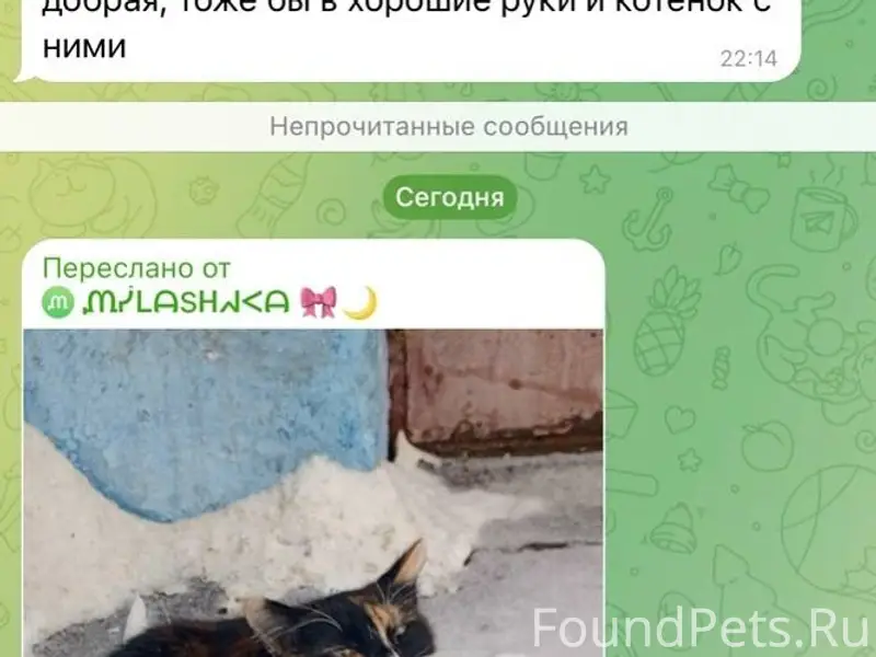 Найдена кошка ‼️‼️‼️Пост по пр...