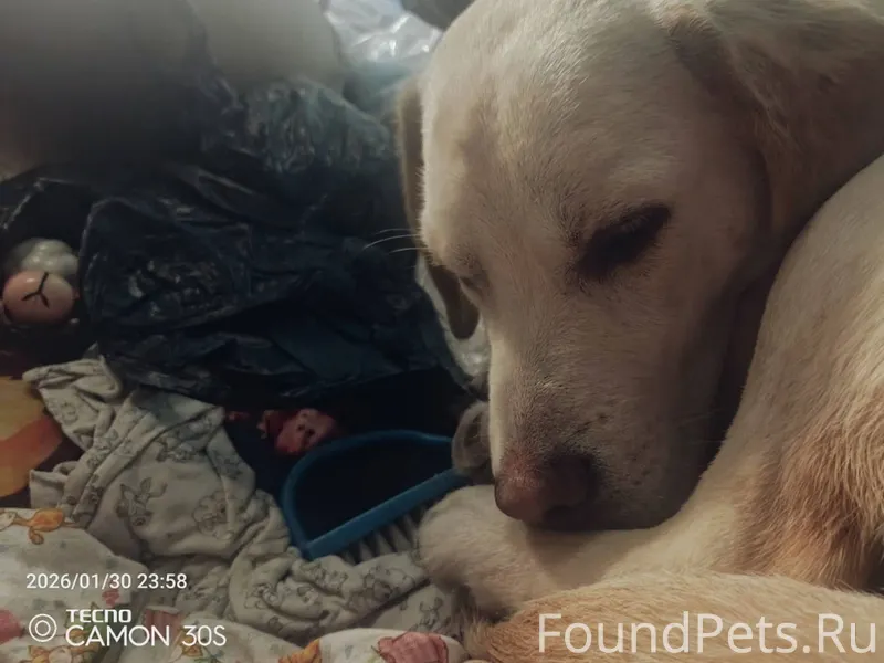 Прибилась собака в районе сбер...