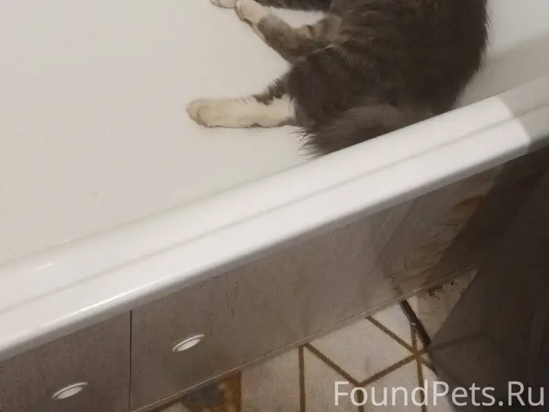 Пропал кот . ушел 5 дней назад...