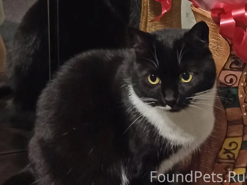 Пропала кошка в районе Текстил...