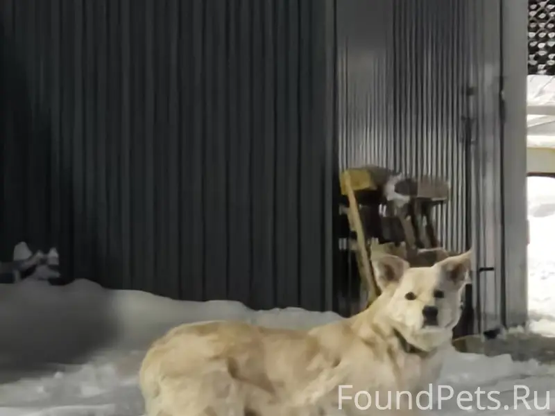 Здравствуйте, видел у пятёрочк...