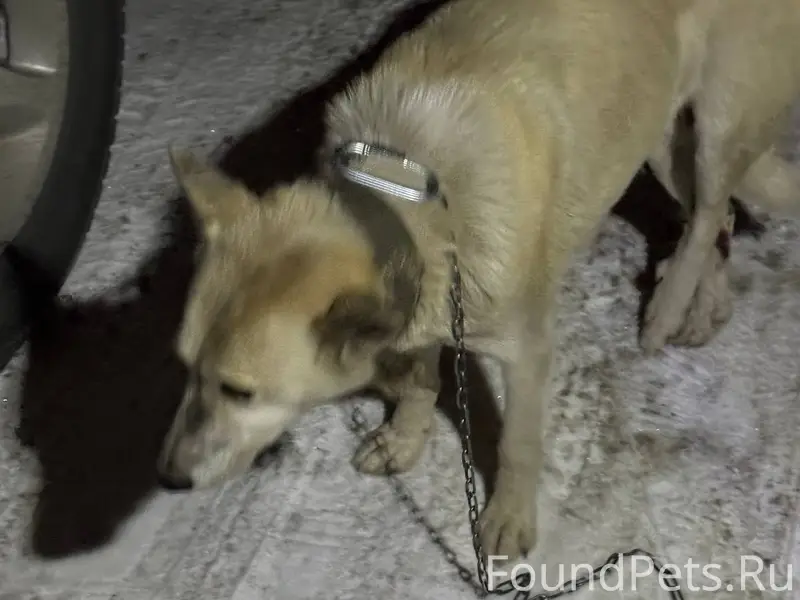 Потерялась собака, хозяева есл...