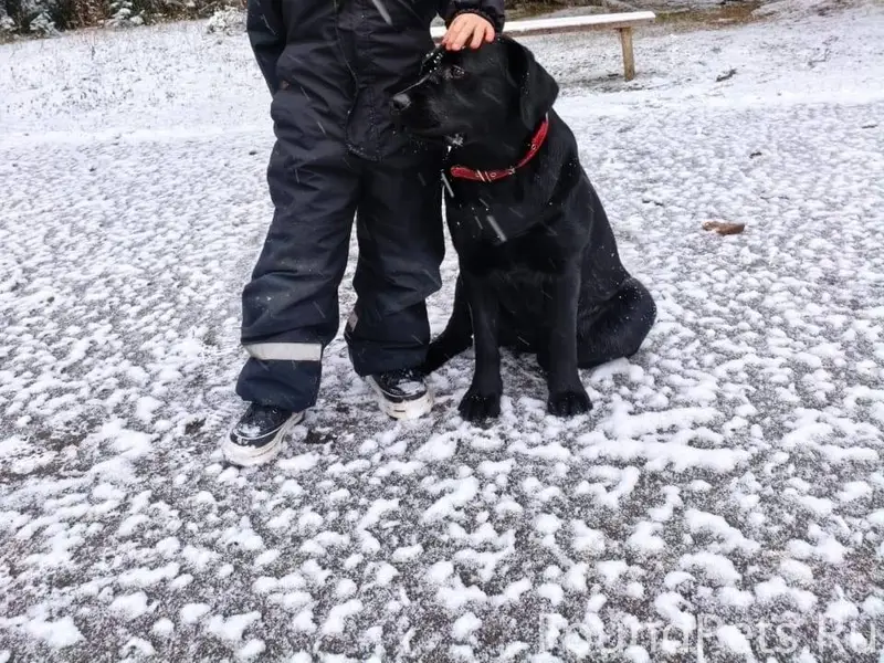 Убежала собака лабрадор черная...